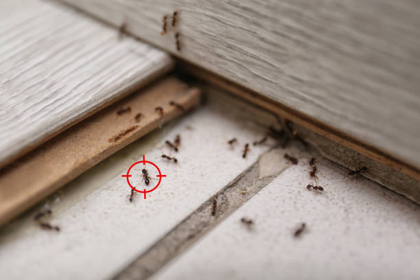 Pest Control for Restaurants in Easley, SC