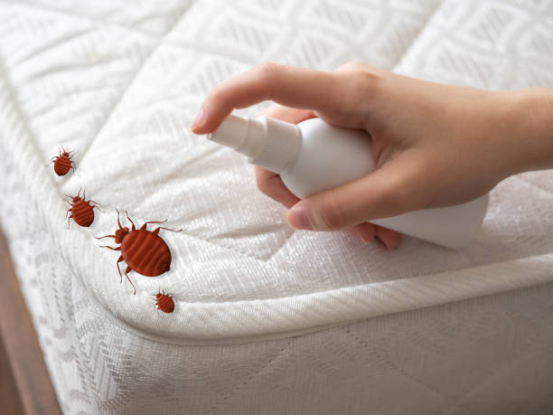 Best Termite Control Services  in Easley, SC