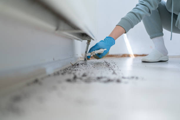 Best Mosquito Control Services  in Easley, SC
